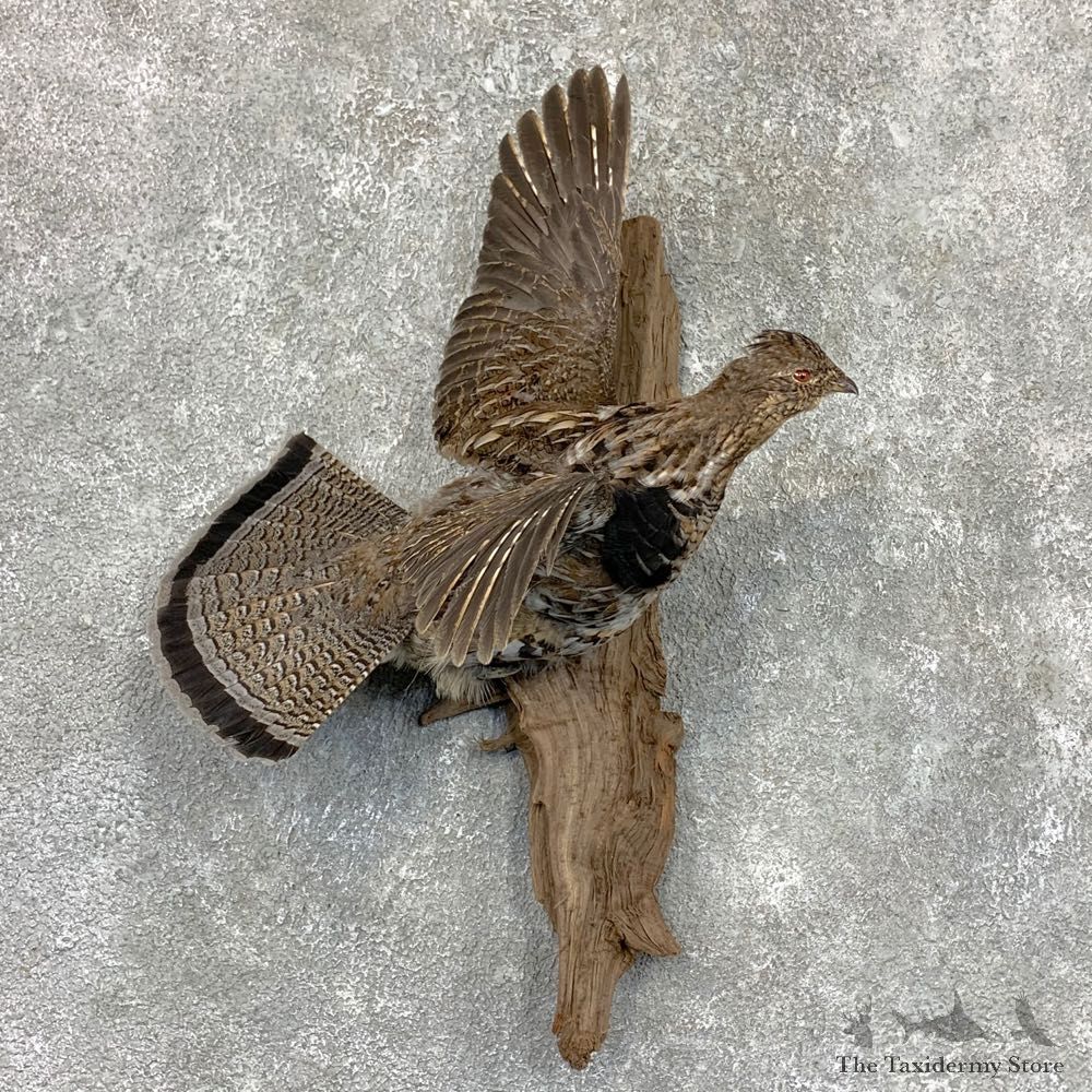 Ruffed Grouse Bird Mount For Sale #23533 @ The Taxidermy Store