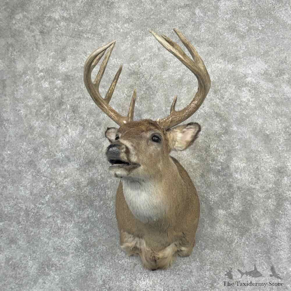 Whitetail Deer Shoulder Mount For Sale #32203 @ The Taxidermy Store