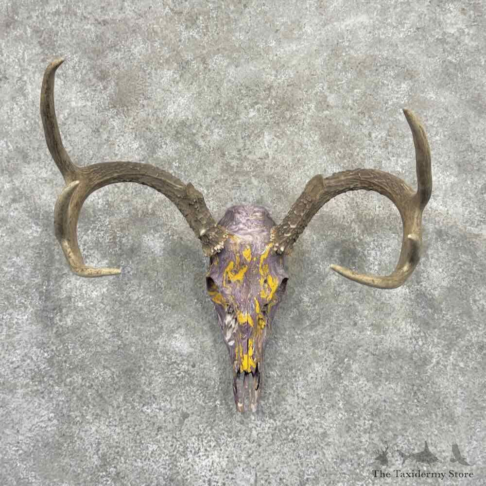 Whitetail Deer Skull Dipped European Mount For Sale #32169 @ The Taxidermy Store