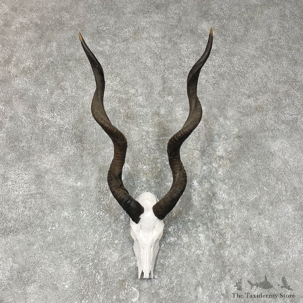 Lesser Kudu Skull & Horn European Mount For Sale #25373 @ The Taxidermy Store
