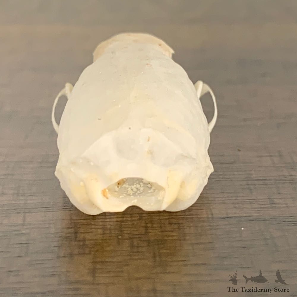 Weasel Full Skull Taxidermy Mount For Sale #22244 @ The Taxidermy Store