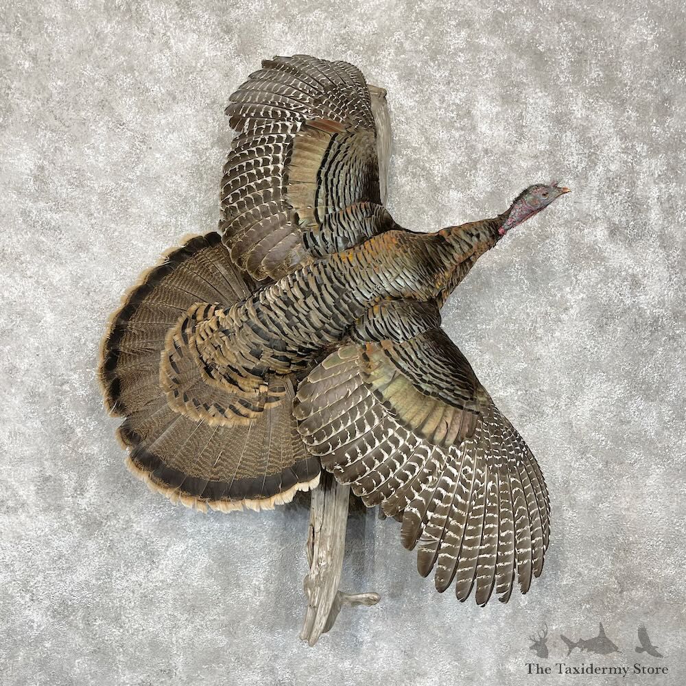 Osceola Turkey Hen Bird Mount For Sale #28555 @ The Taxidermy Store