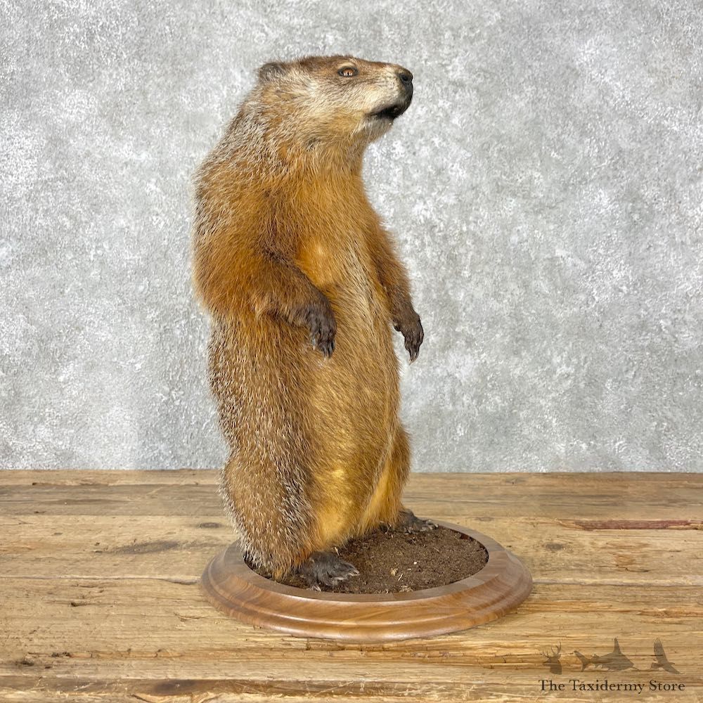Woodchuck Life-Size Mount For Sale #26791 @ The Taxidermy Store
