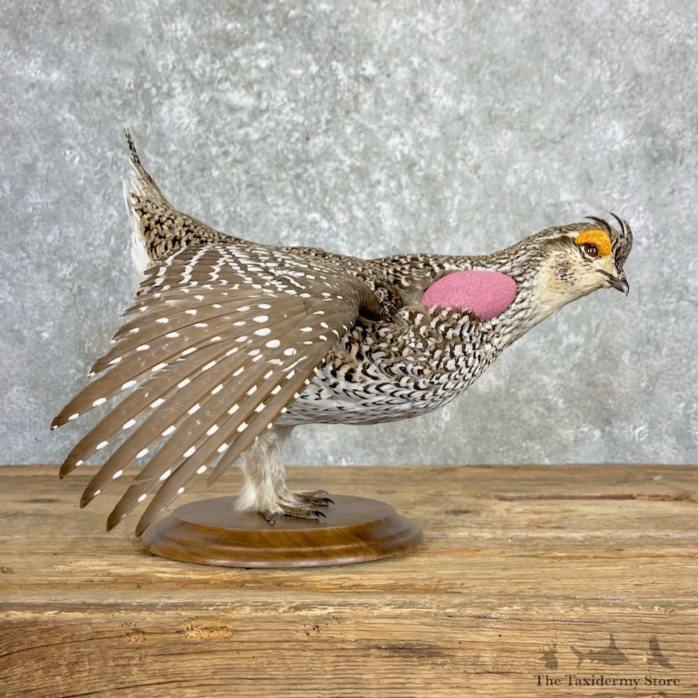 Sharp-tailed Grouse Bird Mount For Sale #27174 @ The Taxidermy Store
