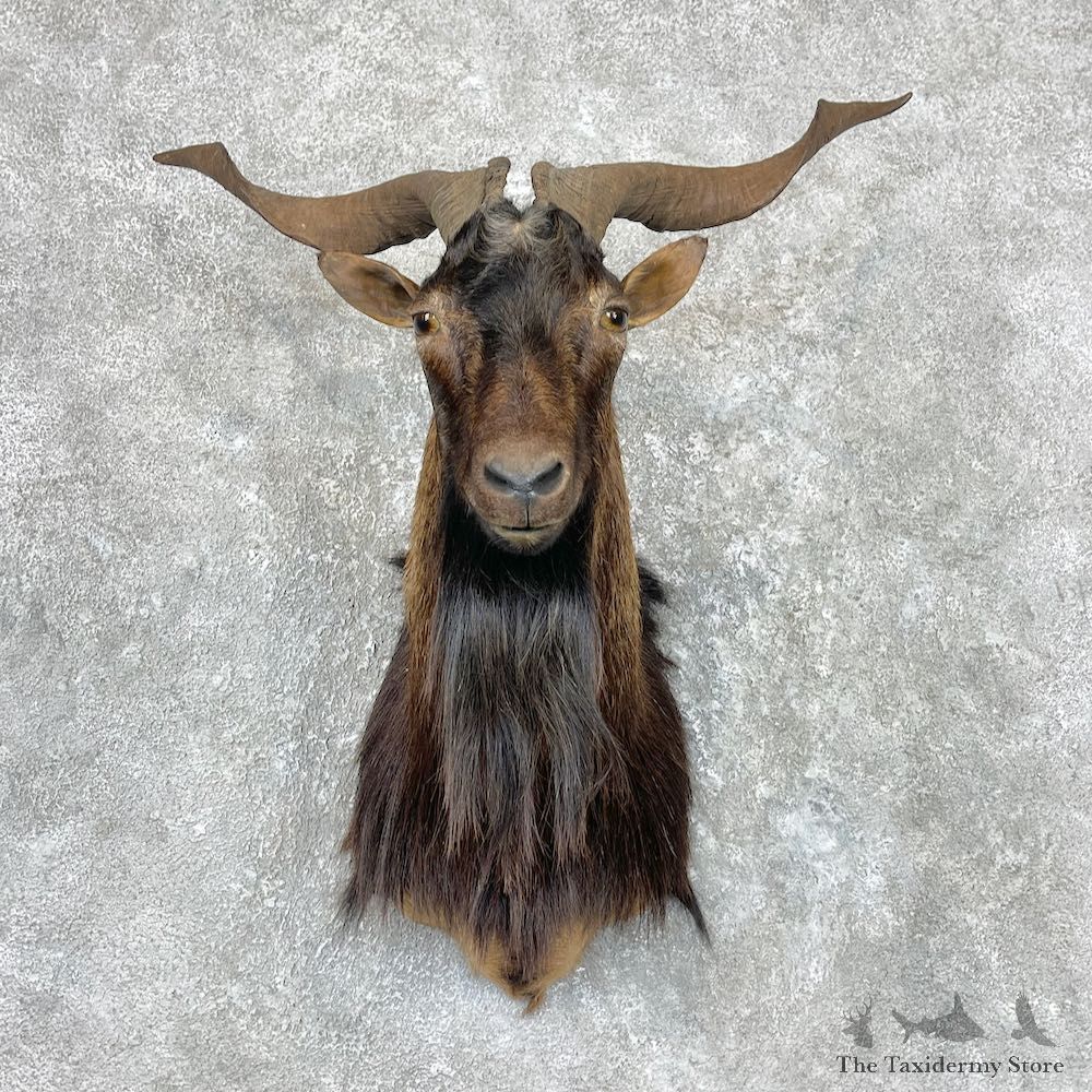 Catalina Goat Shoulder Mount For Sale #26945 @ The Taxidermy Store