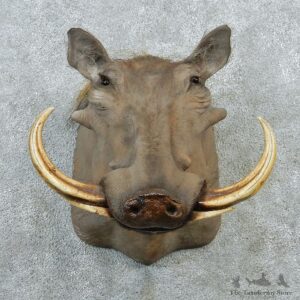 Warthog Taxidermy Shoulder Mount #12896 For Sale @ The Taxidermy Store
