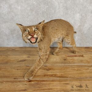 Bobcat Life-Size Mount For Sale #20227 @ The Taxidermy Store