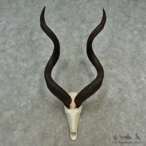 Kudu Skull & Horn European Mount For Sale #16546 @ The Taxidermy Store