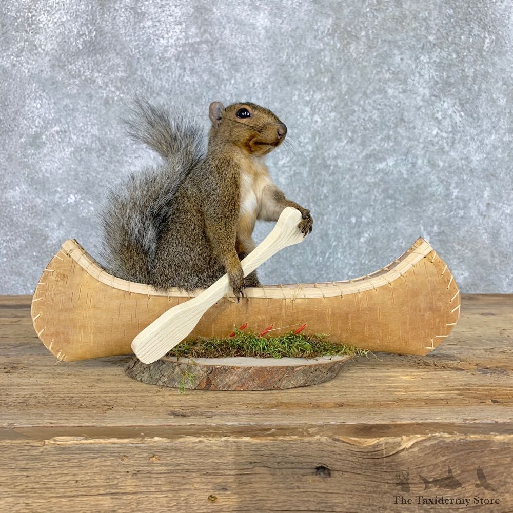 Canoe Squirrel Novelty Mount For Sale #22420 @ The Taxidermy Store