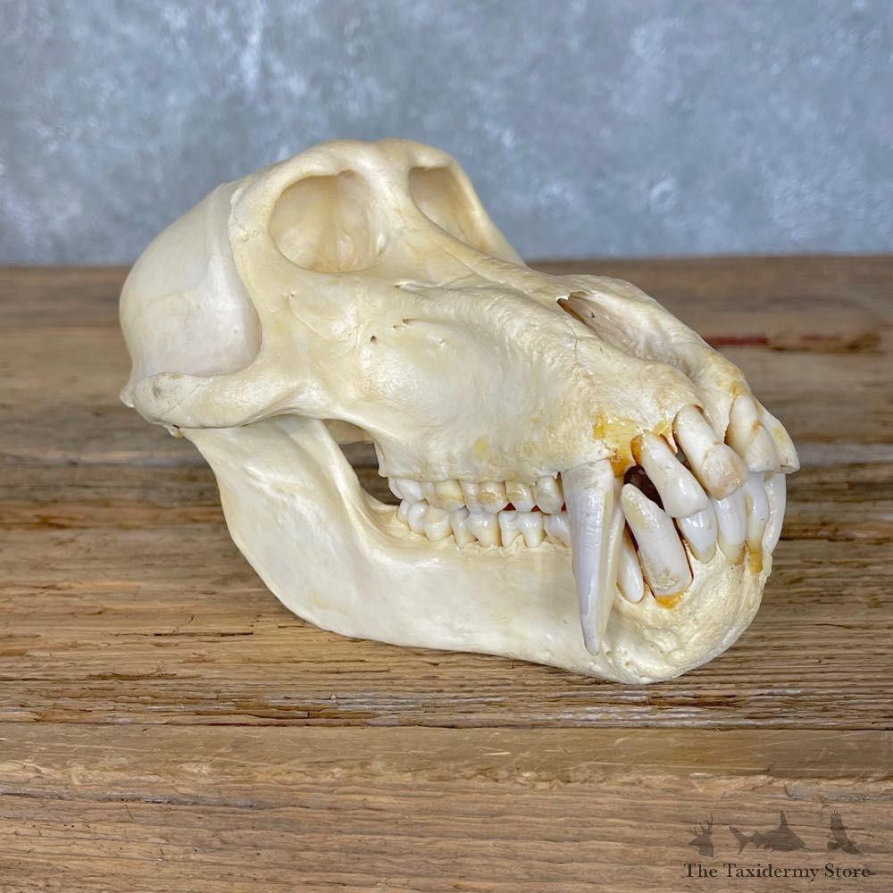 Chacma Baboon Taxidermy Full Skull Mount #24202 For Sale @The Taxidermy Store