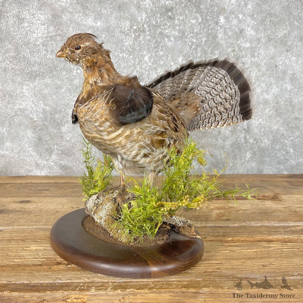 Ruffed Grouse Bird Mount For Sale #25389 @ The Taxidermy Store