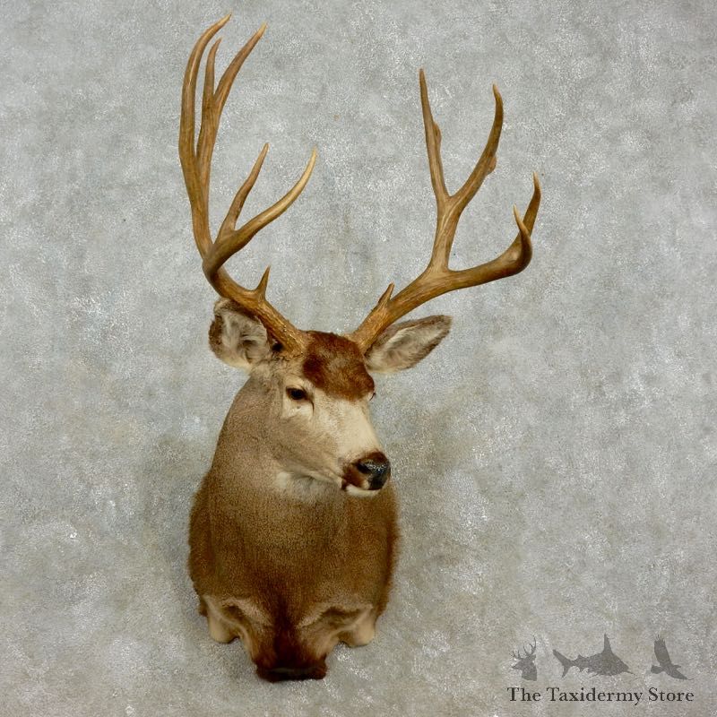 Mule Deer Shoulder Mount For Sale #17288 @ The Taxidermy Store