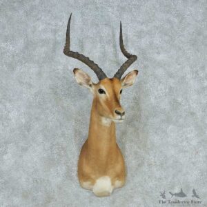 African Impala Shoulder Mount #13642 For Sale @ The Taxidermy Store