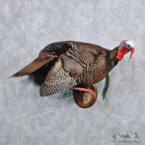 Wild Turkey Standing Life Size Taxidermy Mount #12592 For Sale @ The Taxidermy Store