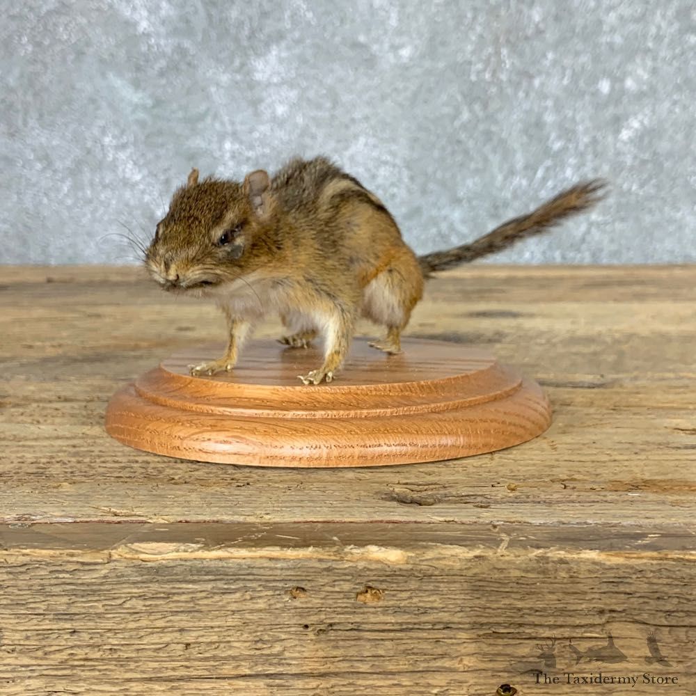Eastern Chipmunk Life-Size Mount For Sale #22934 @ The Taxidermy Store