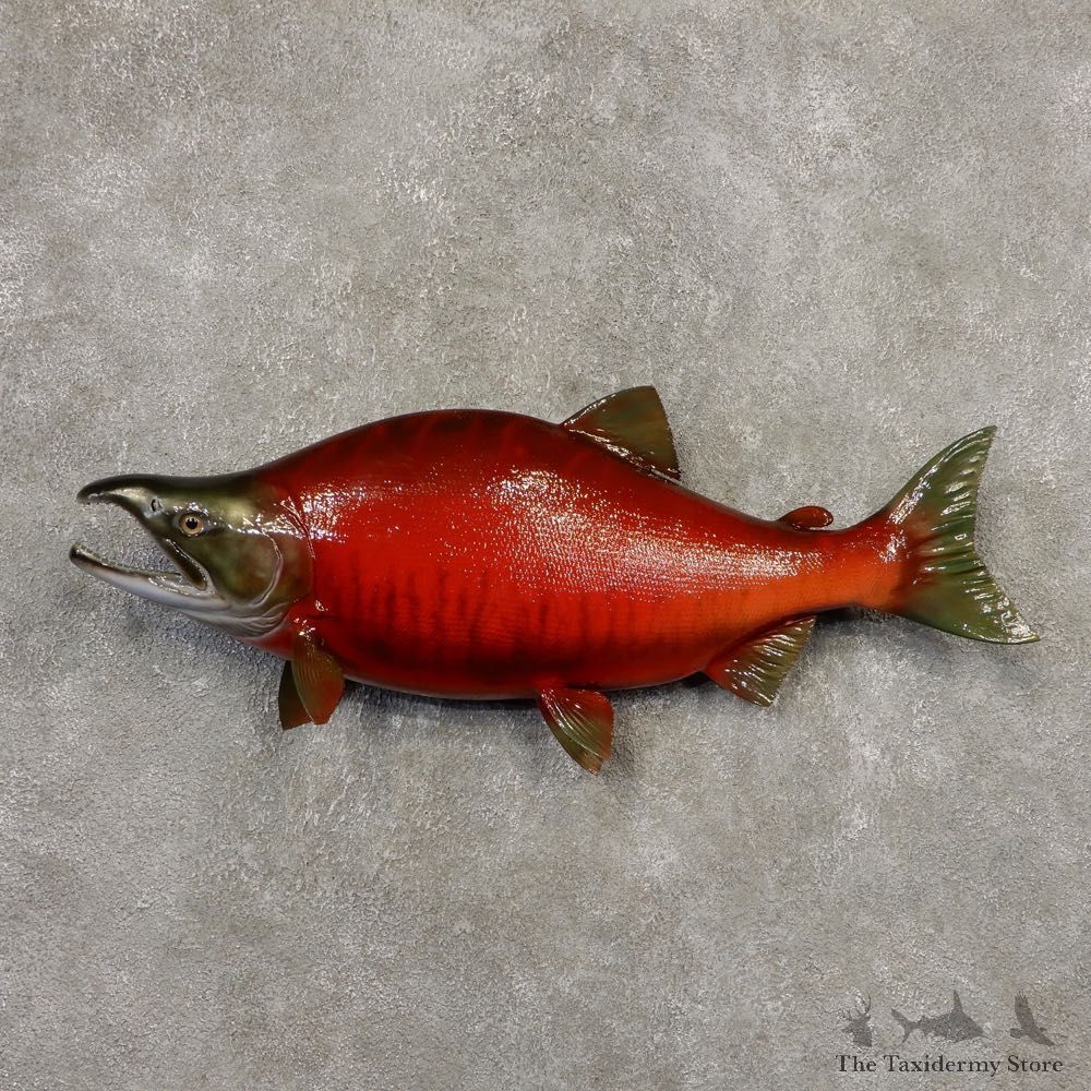 Sockeye Salmon Fish Mount For Sale #20345 @ The Taxidermy Store