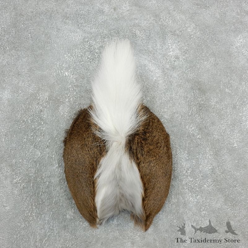 Whitetail Deer Rump Mount For Sale #18130 @ The Taxidermy Store