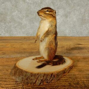 Chipmunk Life-Size Mount For Sale #16329 @ The Taxidermy Store