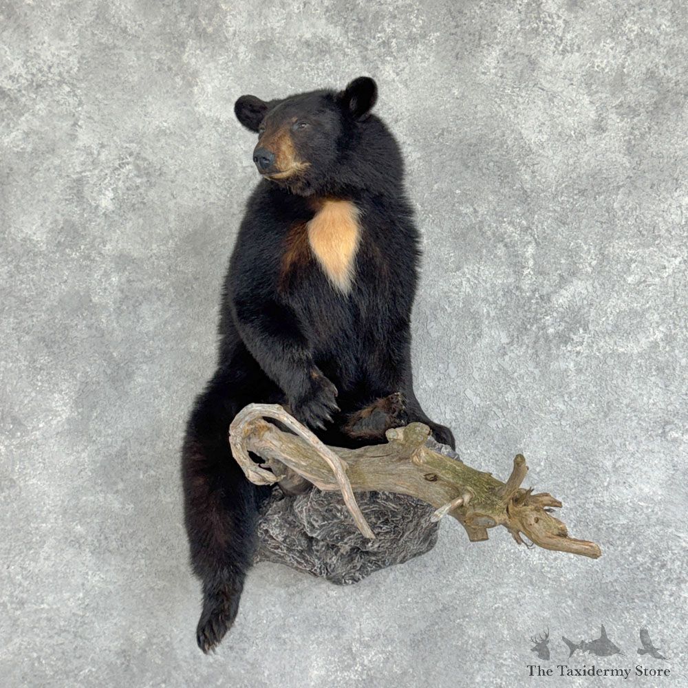 Black Bear Life Size Mount For Sale #32434 @ The Taxidermy Store