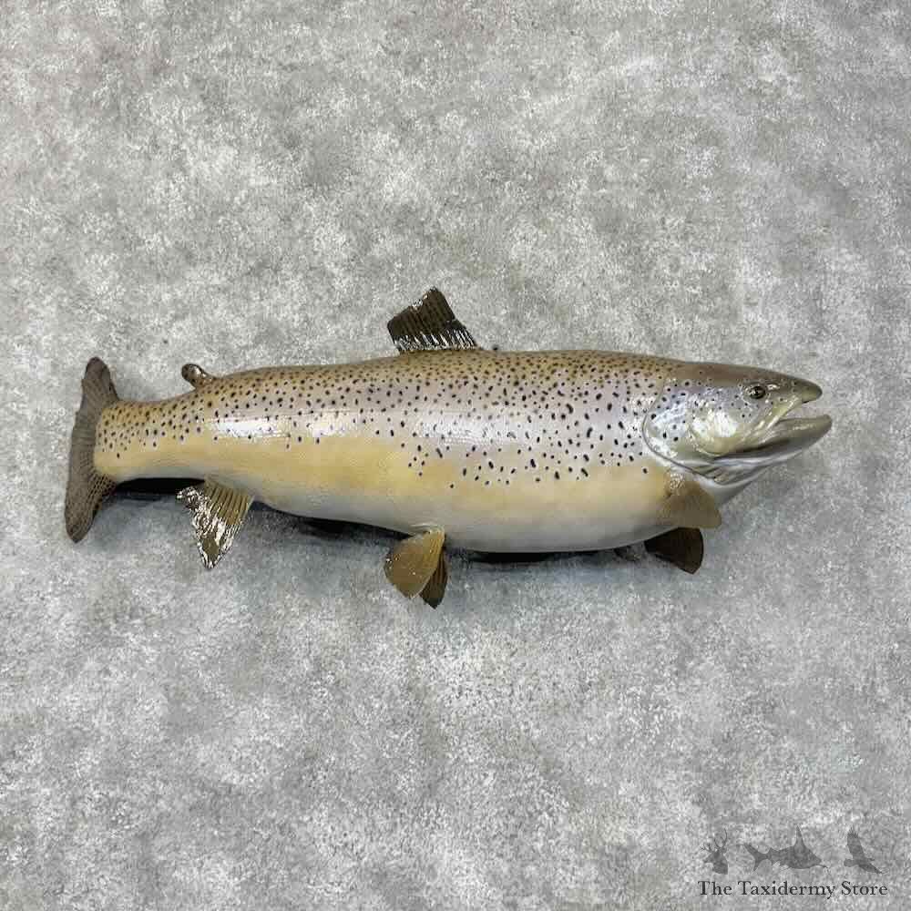 Brown Trout Fish Mount For Sale #30450 @ The Taxidermy Store