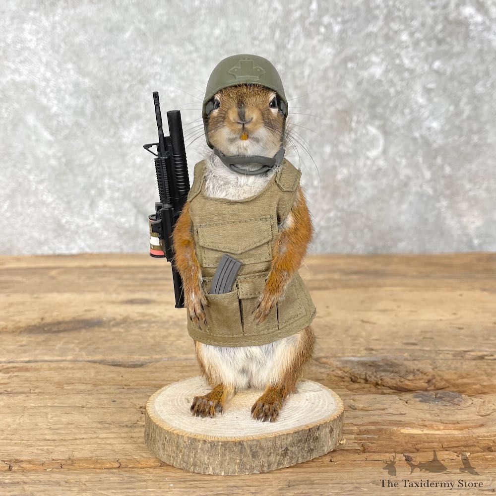 Patriot Squirrel Novelty Mount For Sale #26094 @ The Taxidermy Store
