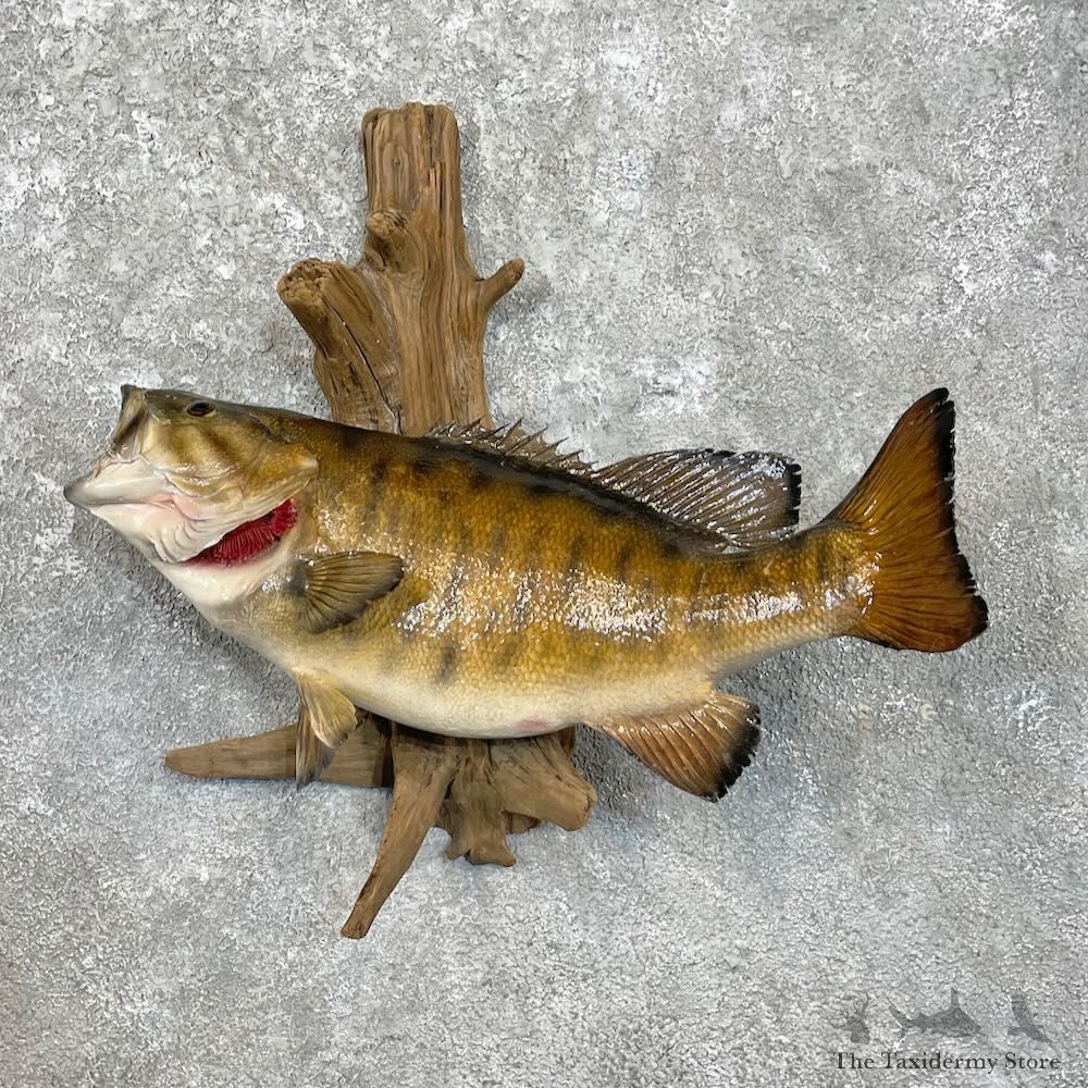 Smallmouth Bass Fish Mount For Sale #27944 @ The Taxidermy Store