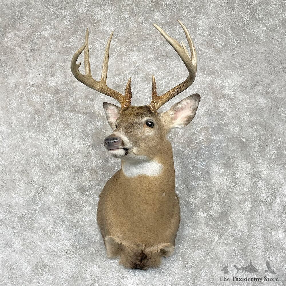 Whitetail Deer Shoulder Mount For Sale #28562 @ The Taxidermy Store