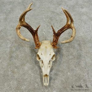 Whitetail Deer Skull European Mount For Sale #15937 @ The Taxidermy Store