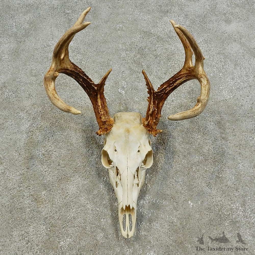 Whitetail Deer Skull European Mount For Sale #15937 @ The Taxidermy Store