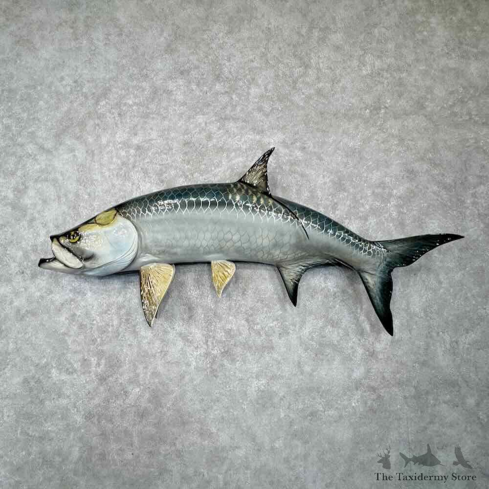 Atlantic Tarpon Fish Mount For Sale #31749 @ The Taxidermy Store