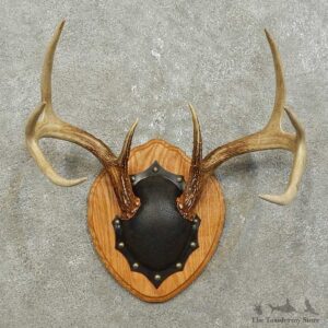 Whitetail Deer Antler Plaque Mount For Sale #15858 @ The Taxidermy Store