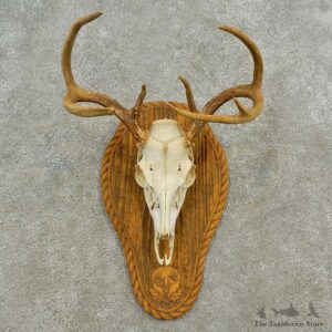 Whitetail Deer Skull European Mount For Sale #16586 @ The Taxidermy Store