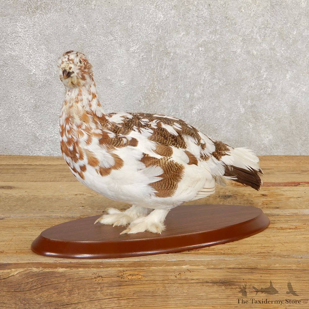 Ptarmigan Mount For Sale #20767 @ The Taxidermy Store