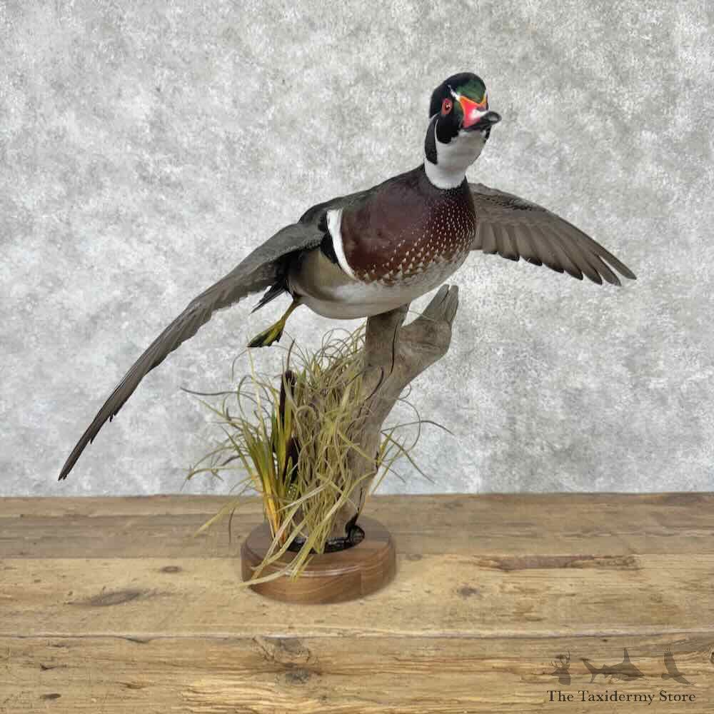 Wood Duck Bird Mount For Sale #31624 @ The Taxidermy Store
