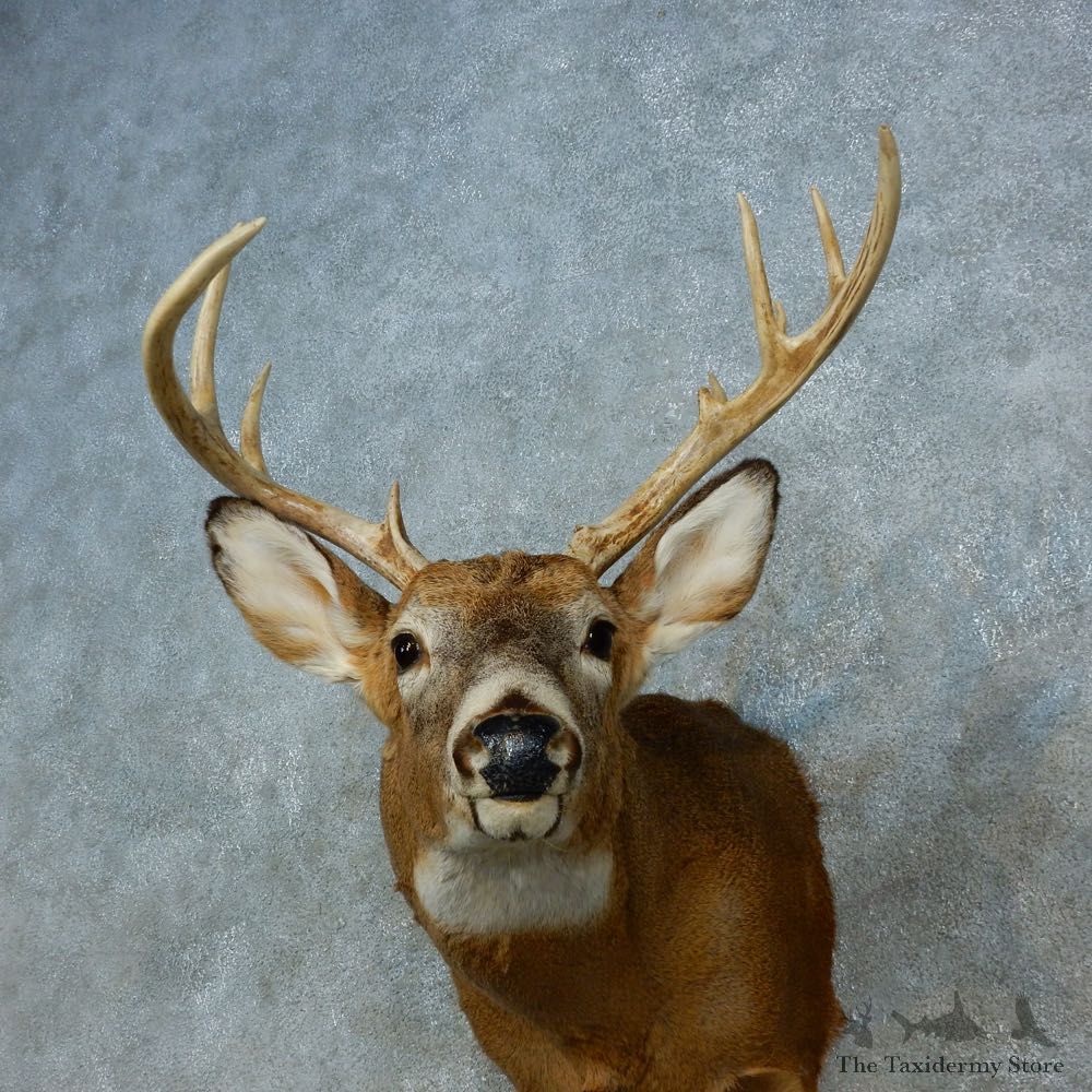 Whitetail Deer Shoulder Mount For Sale #15469 @ The Taxidermy Store