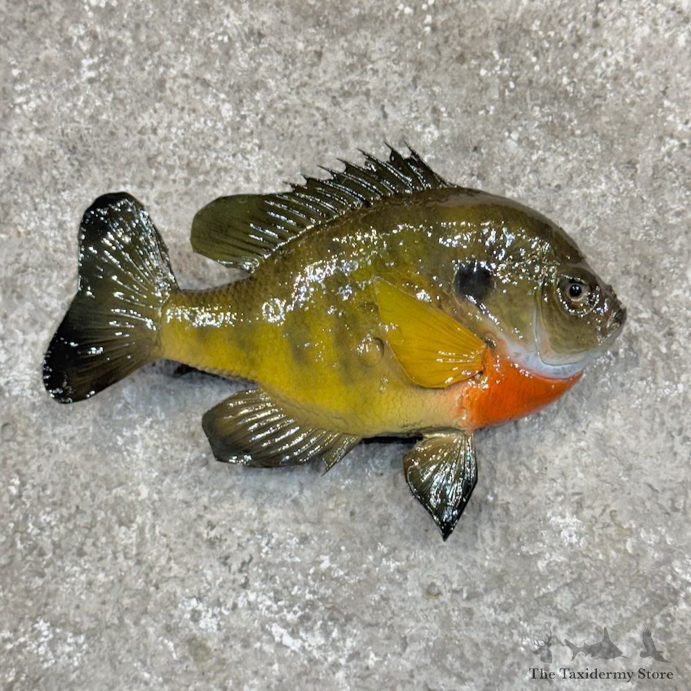 Bluegill Fish Mount For Sale #30241 @ The Taxidermy Store