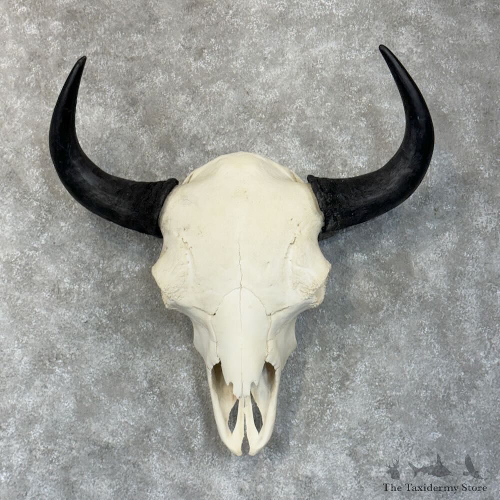 Buffalo Bison Skull Mount For Sale #28913 @ The Taxidermy Store