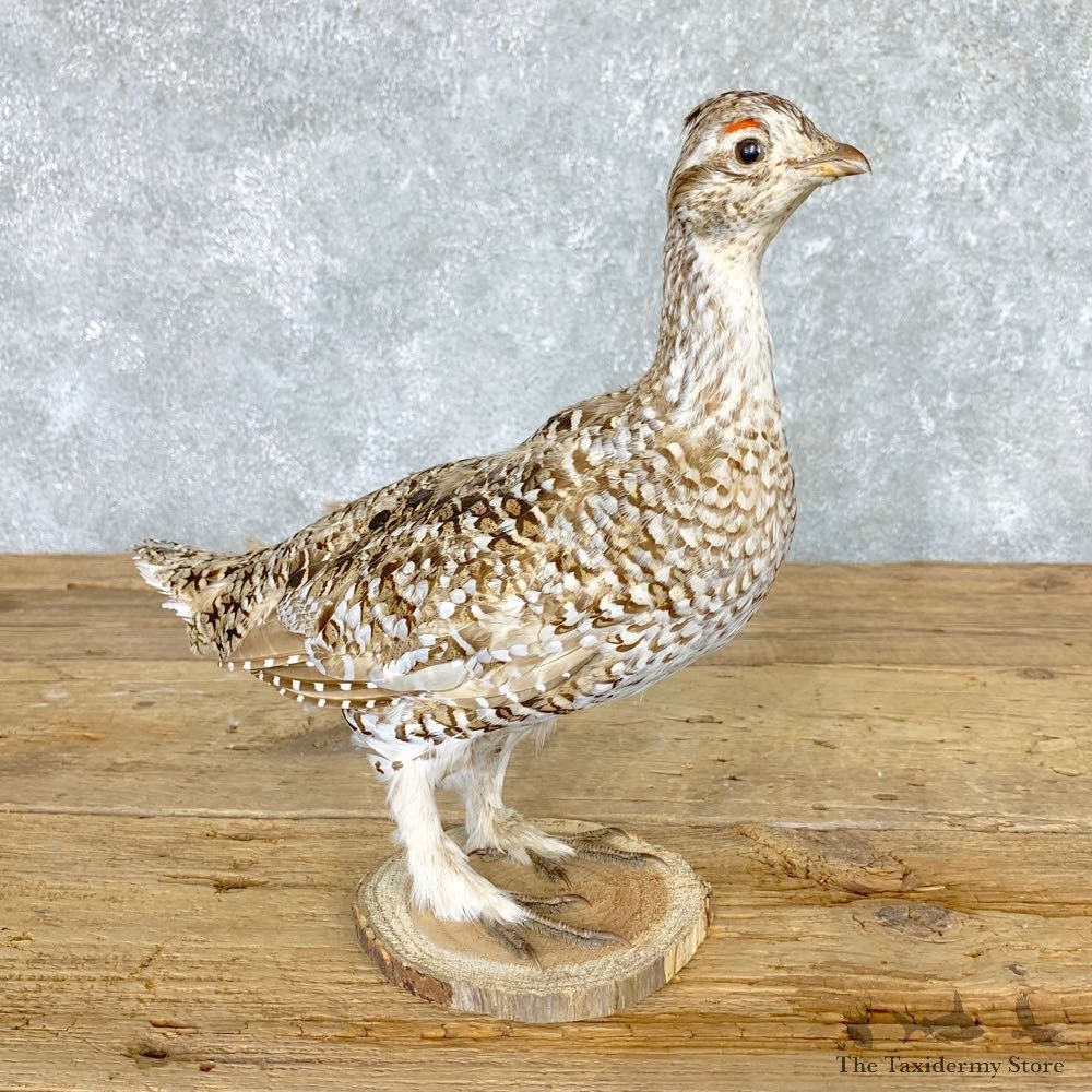 Sharp-tailed Grouse Bird Mount For Sale #21770 @ The Taxidermy Store