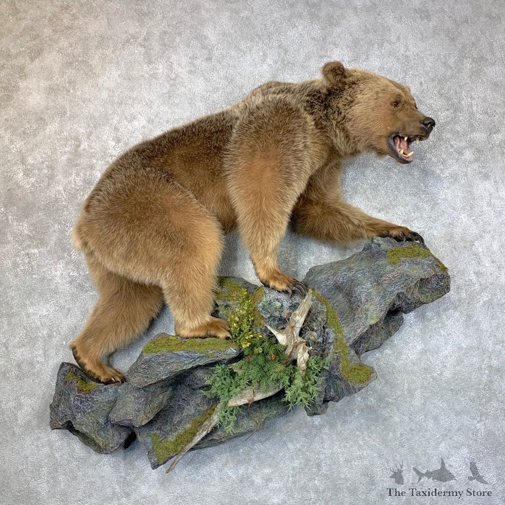 Grizzly Bear Life-Size Mount For Sale #23662 @ The Taxidermy Store
