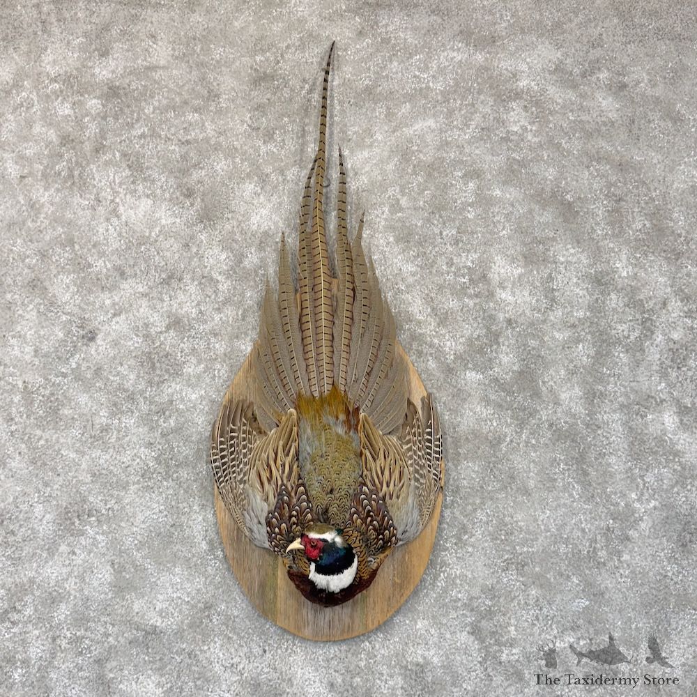 Ringneck Pheasant Shoulder Display For Sale #30169 @ The Taxidermy Store