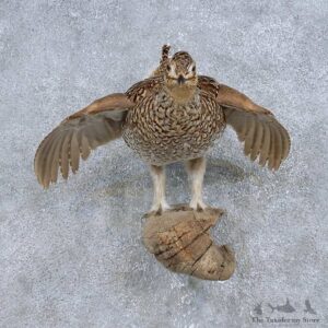 Sharp-tailed Grouse Bird Mount For Sale #14694 @ The Taxidermy Store