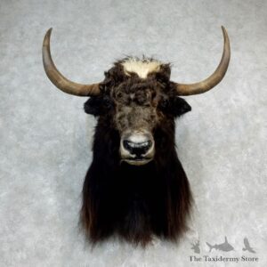 Yak Taxidermy Mount #17156 For Sale @ The Taxidermy Store