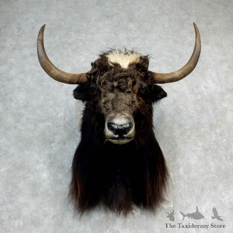 Yak Taxidermy Mount #17156 For Sale @ The Taxidermy Store