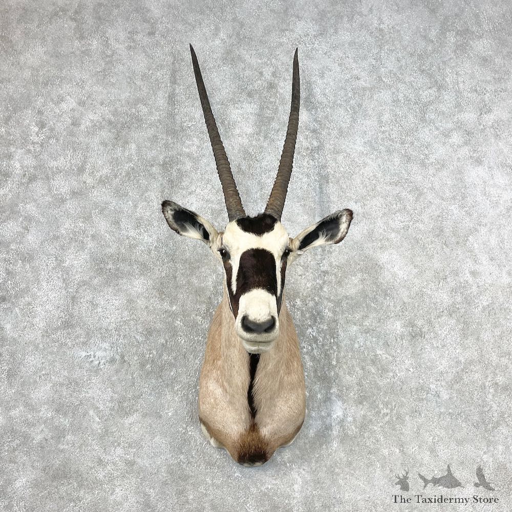 Gemsbok Oryx Shoulder Mount For Sale #26831 @ The Taxidermy Store