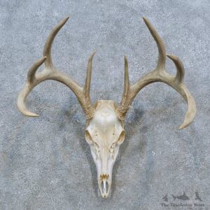Whitetail Deer Skull Antler European Mount For Sale #15354 @ The Taxidermy Store