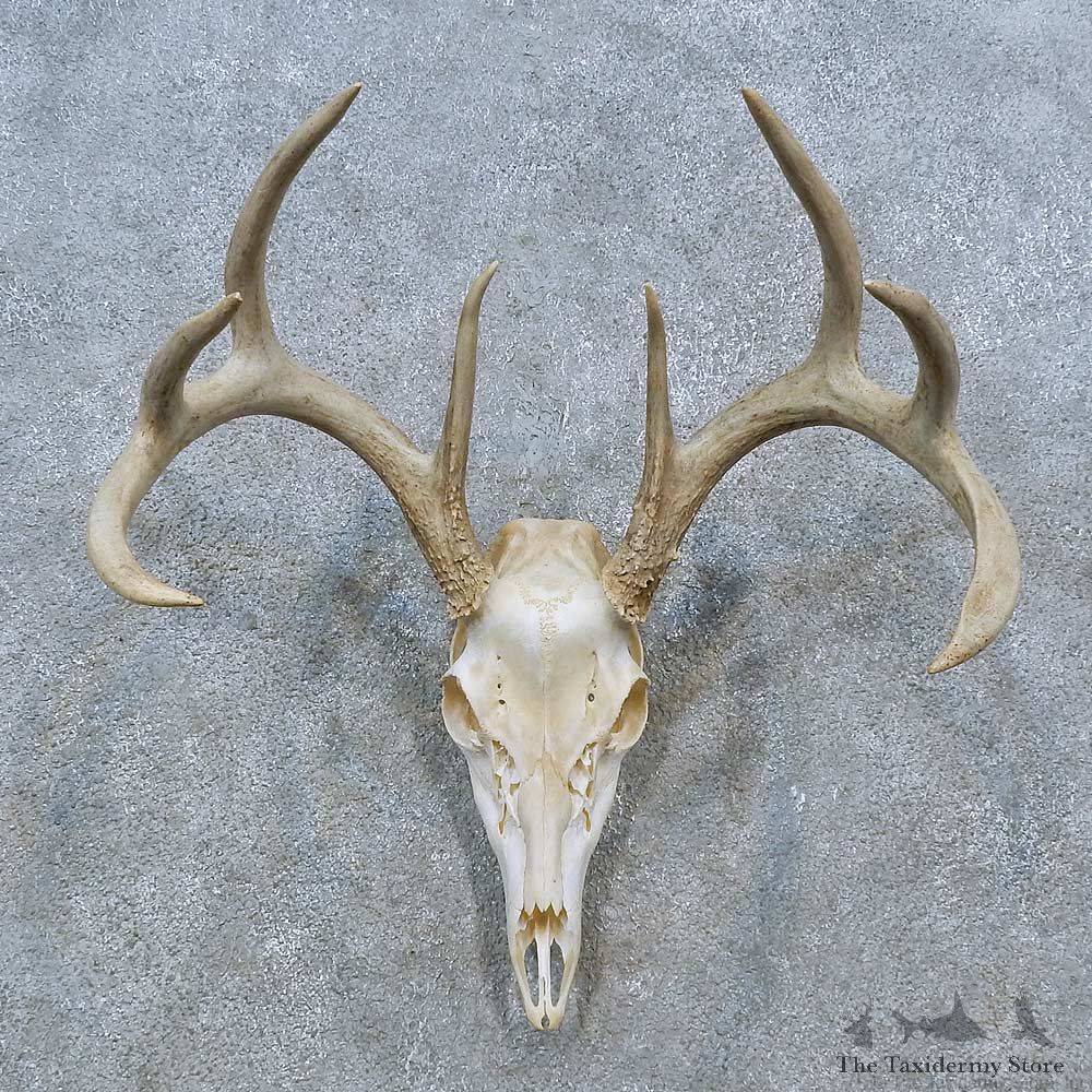 Whitetail Deer Skull Antler European Mount For Sale #15354 @ The Taxidermy Store