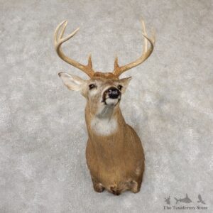 Whitetail Deer Shoulder Mount #18835 For Sale - The Taxidermy Store