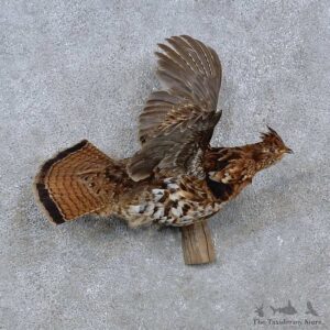 Ruffed Grouse Life-Size Mount For Sale #15230 @ The Taxidermy Store