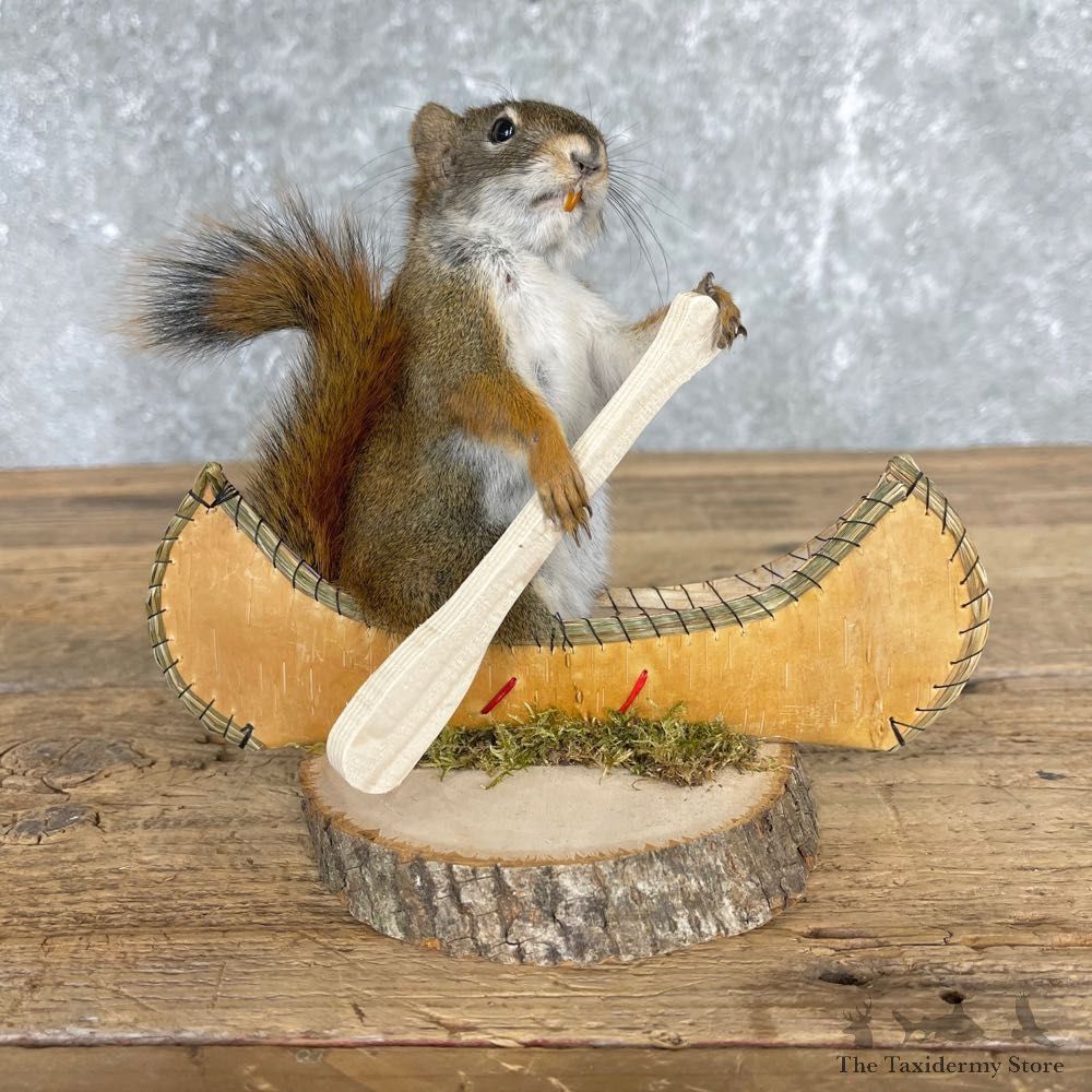 Canoe Squirrel Novelty Mount For Sale #24434 @ The Taxidermy Store