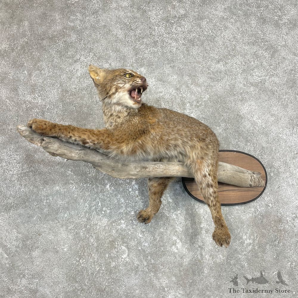 Bobcat Life-Size Mount For Sale #26247 @ The Taxidermy Store